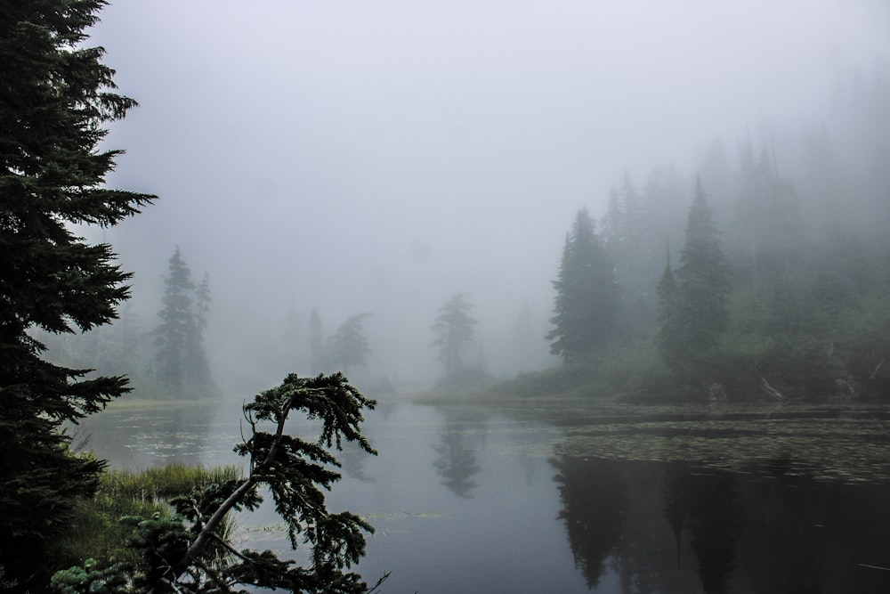 um corpo de água cercado por árvores e nevoeiro