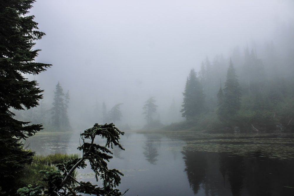 a body of water surrounded by trees and fog