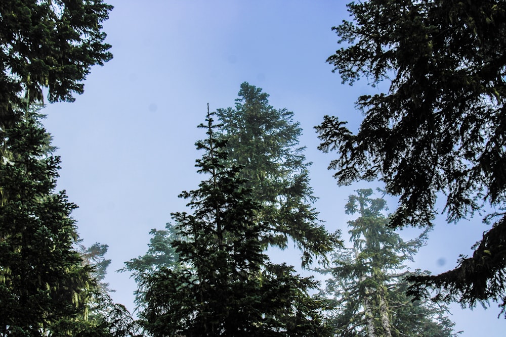 a group of trees with a blue sky in the background