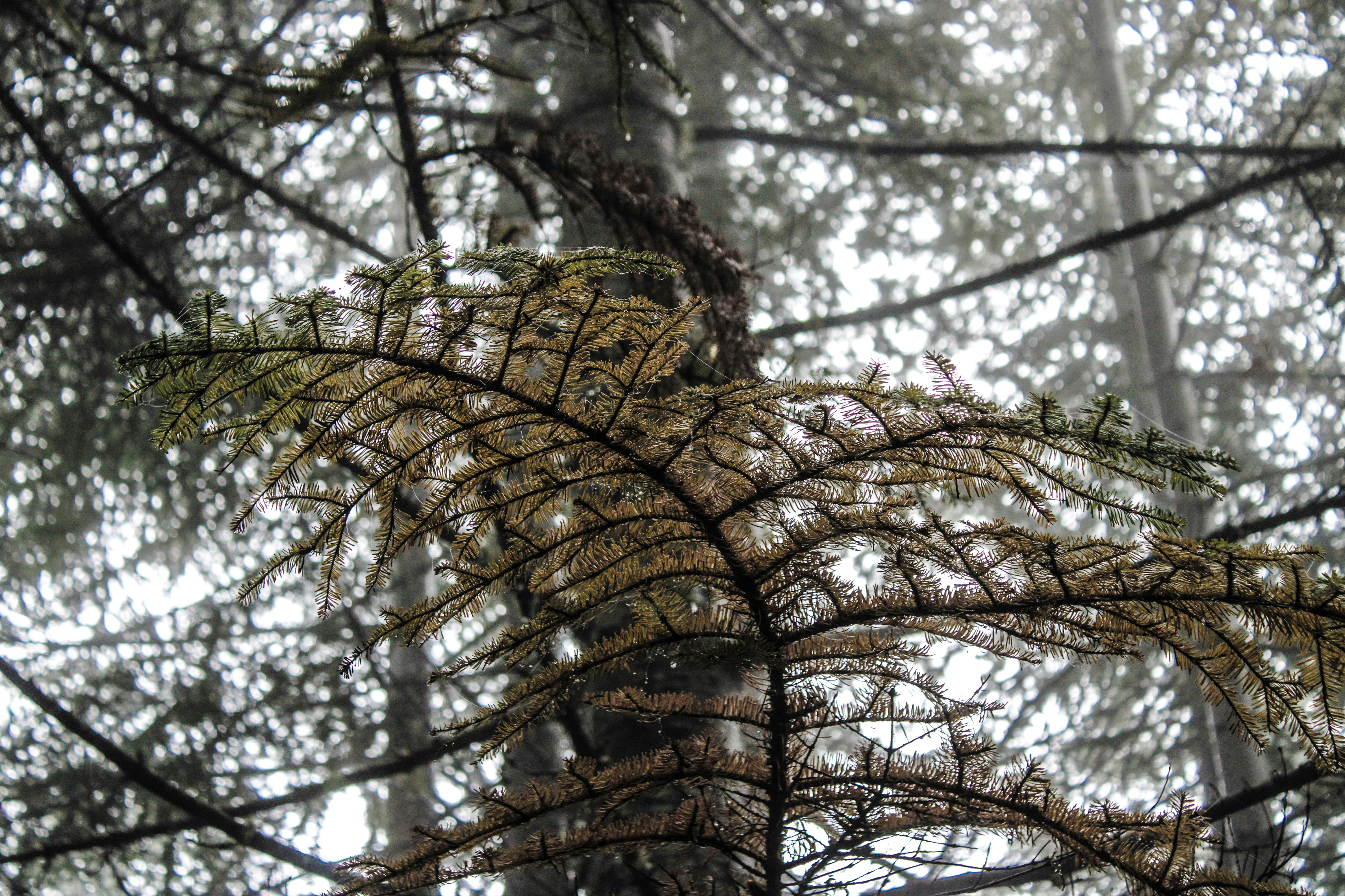 a close up of a tree with lots of leaves