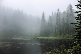 A serene, misty forest scene in deep greens and grays, evoking a calm Nordic morning.