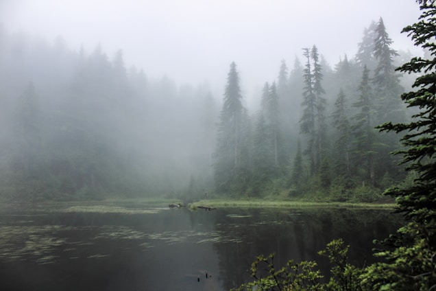 A serene, misty forest scene in deep greens and grays, evoking a calm Nordic morning.