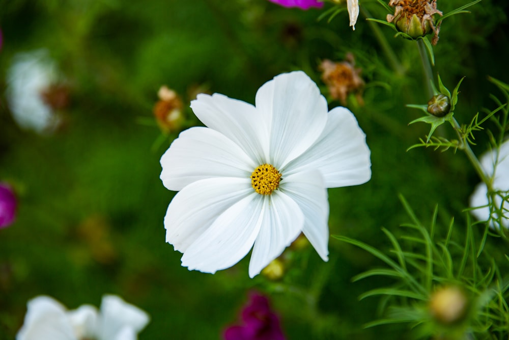 a bunch of flowers that are in the grass