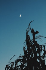 a bird sitting on top of a tree next to a moon
