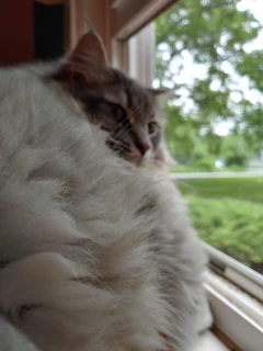 A fluffy cat dressed in a vibrant, custom-fitted coat sitting on a cozy window sill