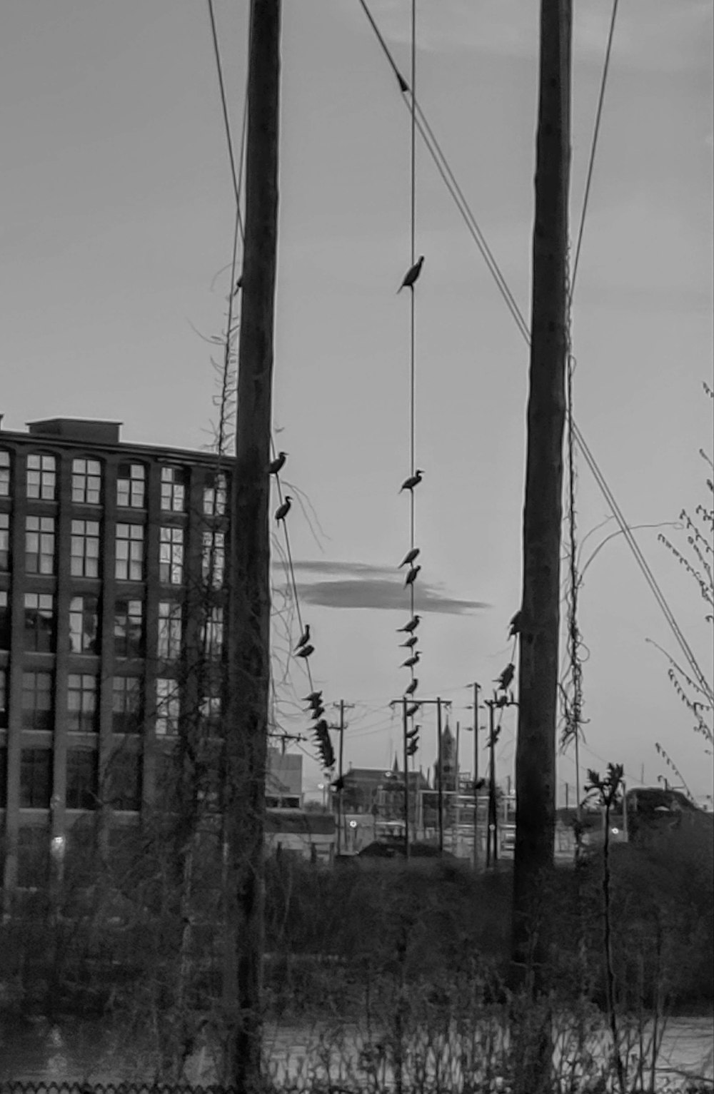Ein Schwarz-Weiß-Foto von Stromleitungen und Gebäuden