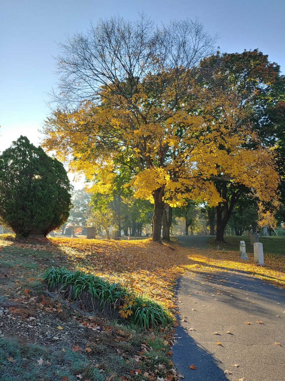 a tree with yellow leaves in a park