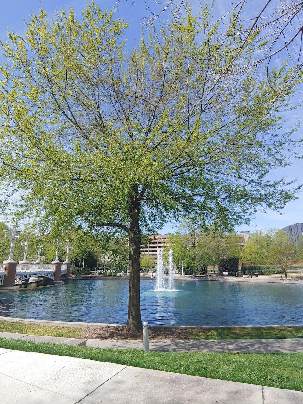 a tree in a park with a fountain in the background