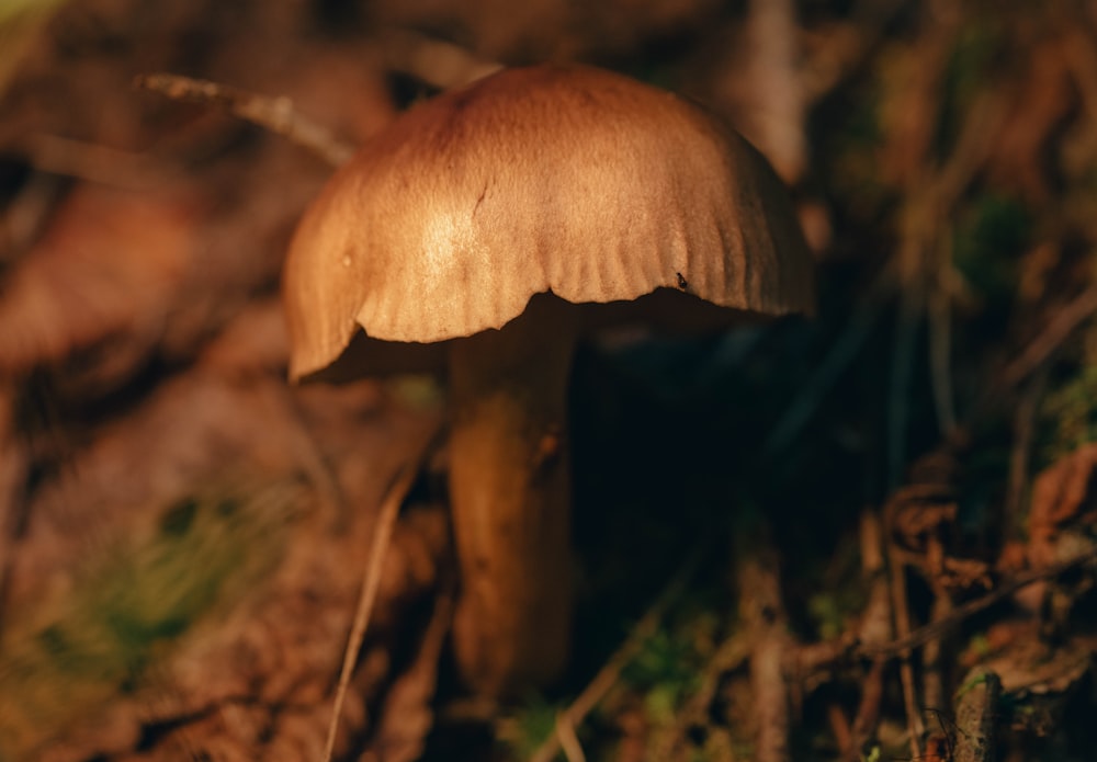 a close up of a mushroom on the ground