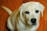 A yellow Labrador Retriever with a light coat and dark eyes is looking up with a gentle, attentive expression. The background is a warm, wooden floor.