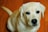 A yellow Labrador Retriever with a light coat and dark eyes is looking up with a gentle, attentive expression. The background is a warm, wooden floor.