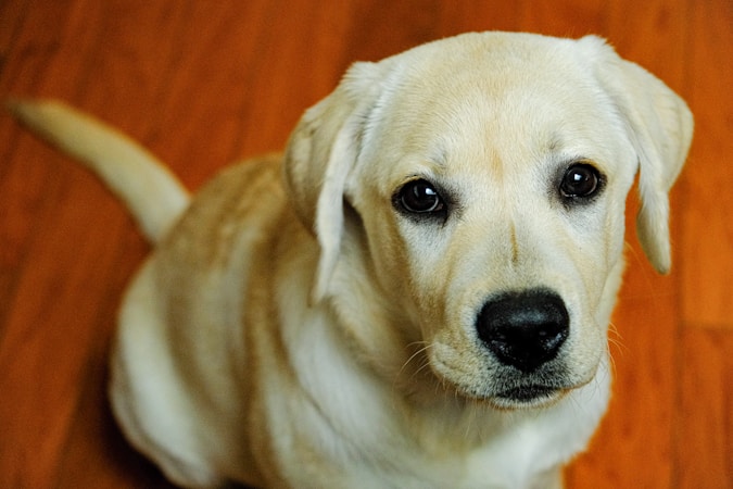 All About Ella the Yella Lab: Adventures and Care Tips