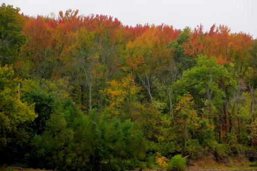 A vibrant fall landscape showcasing colorful trees.
