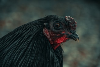 A close-up view of a black chicken with glossy feathers and striking red skin around its eye and beak area, showcasing its textured comb.