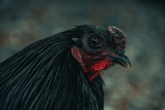 A close-up view of a black chicken with glossy feathers and striking red skin around its eye and beak area, showcasing its textured comb.