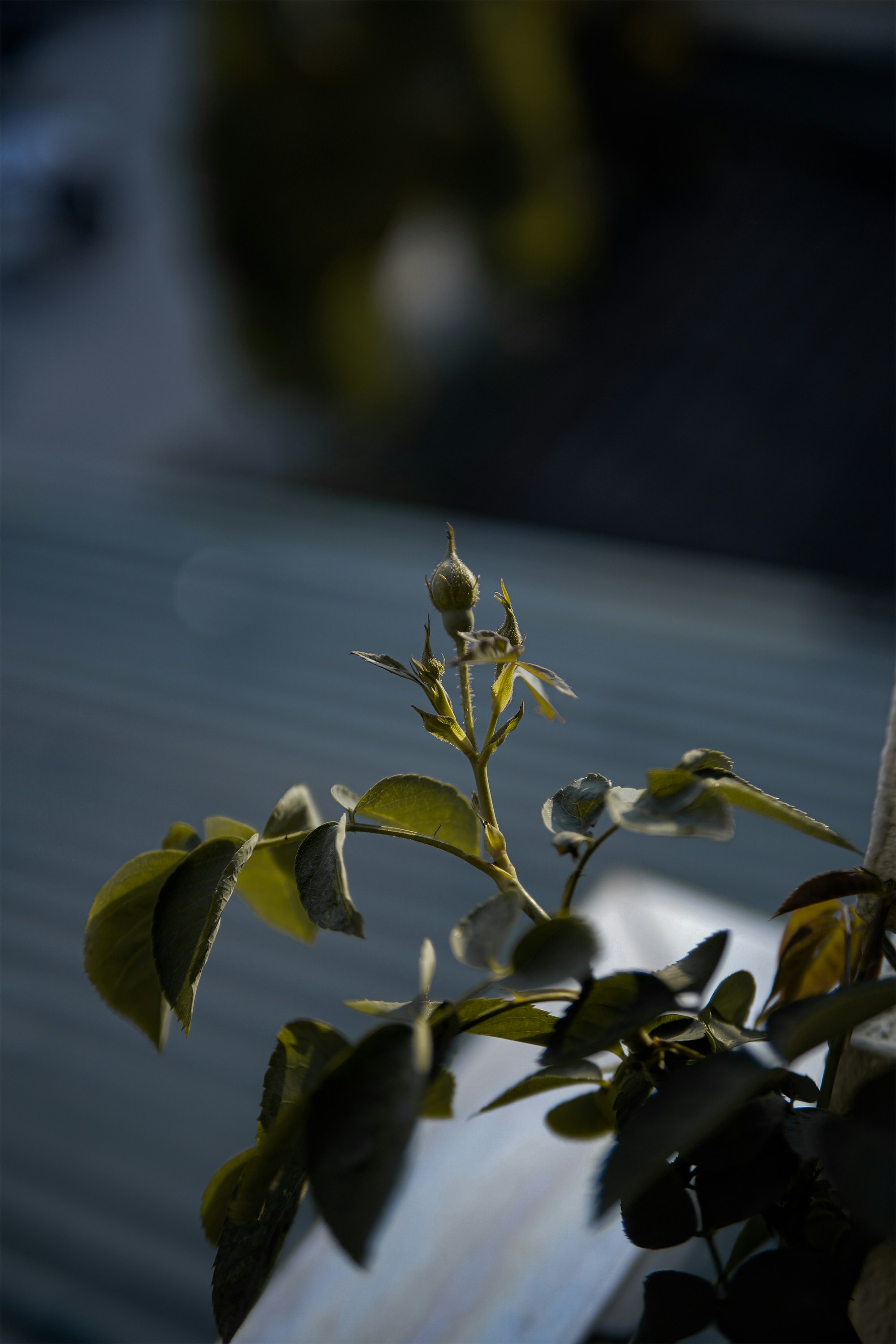 Photo by kientran7559