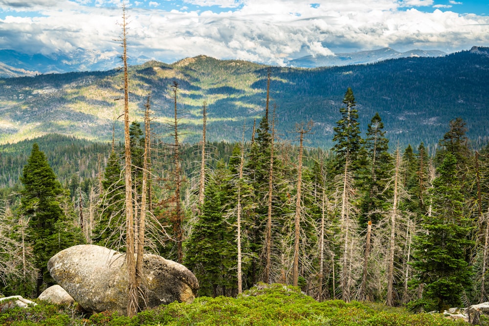 a rocky outcropping in the middle of a forest