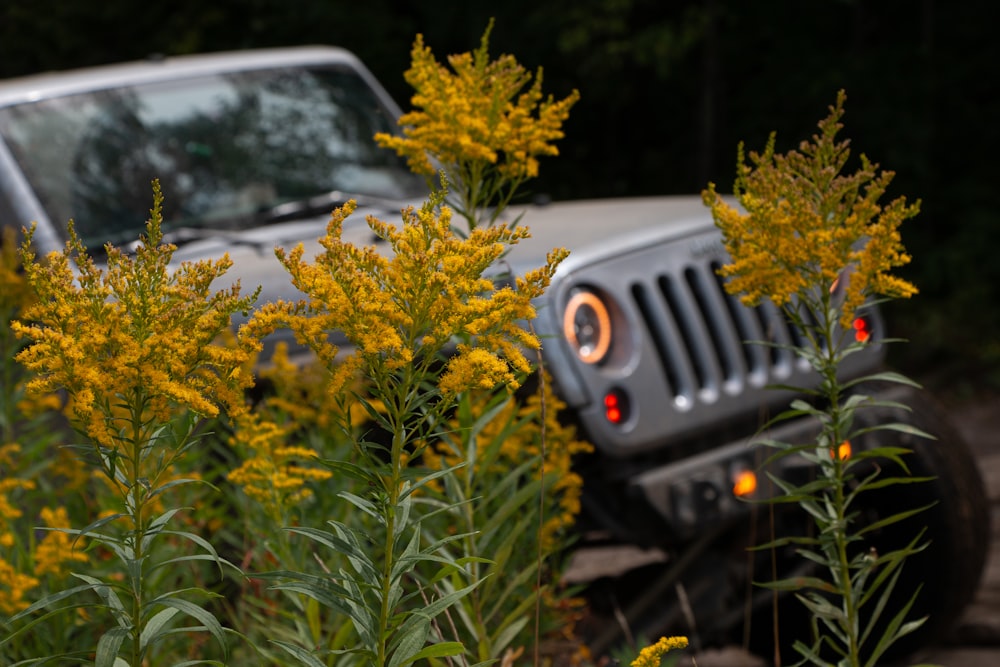 a jeep parked in a field of yellow flowers