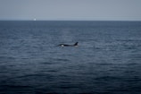 A vast expanse of ocean under a mostly clear sky, with the silhouette of a lone orca surfacing, creating slight ripples in the water.
