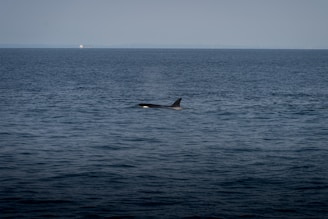 A vast expanse of ocean under a mostly clear sky, with the silhouette of a lone orca surfacing, creating slight ripples in the water.
