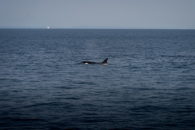 A vast expanse of ocean under a mostly clear sky, with the silhouette of a lone orca surfacing, creating slight ripples in the water.