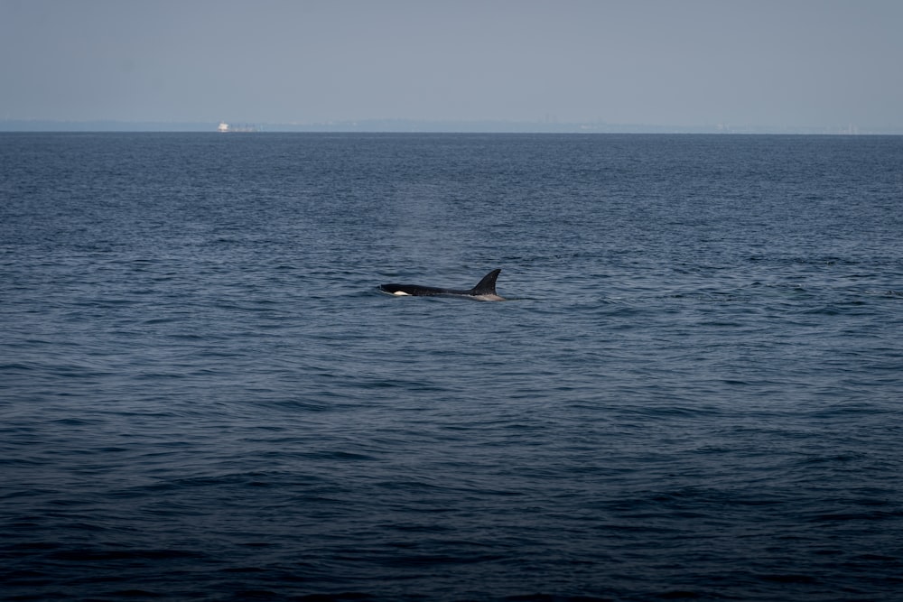 Una ballena nadando en medio del océano