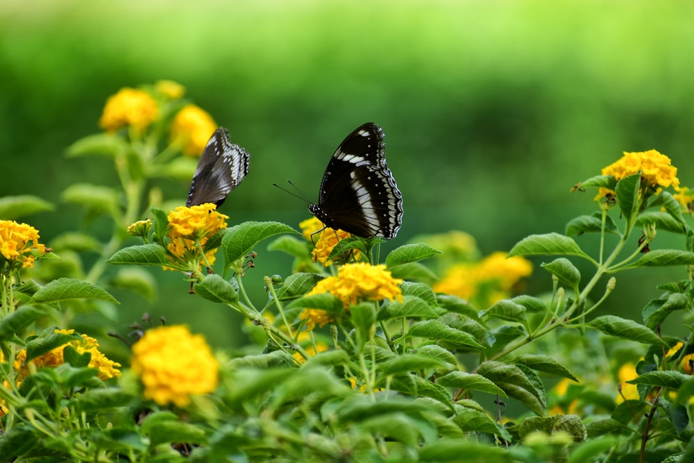 two black butterflies sitting on top of a yellow flower