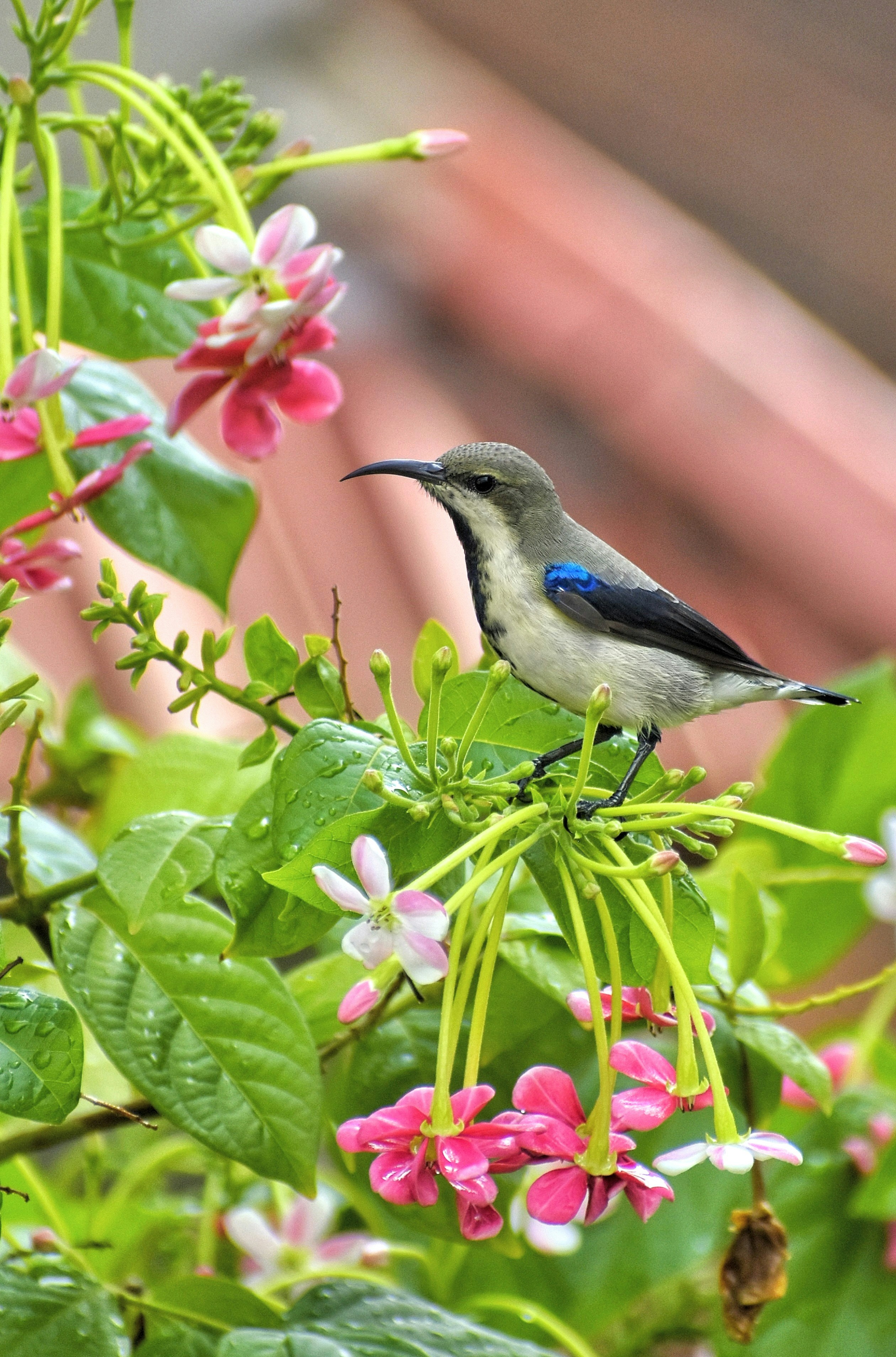 7 Bird Feeding Tips for Attracting Colorful Birds to Your Garden