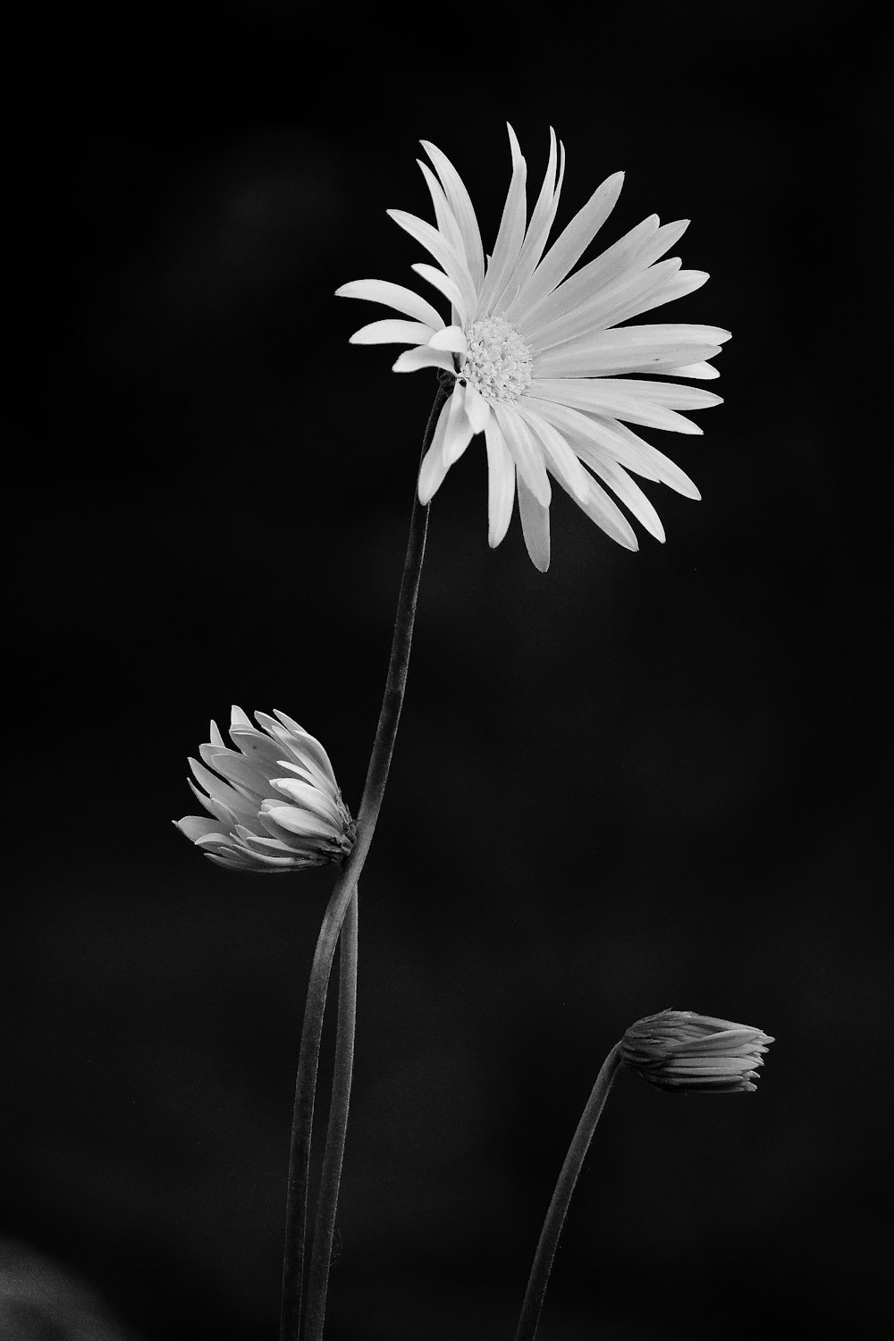 a black and white photo of two flowers