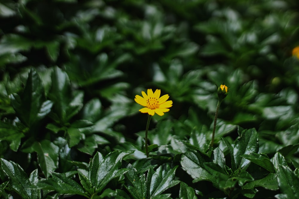 a close up of a yellow flower surrounded by green leaves