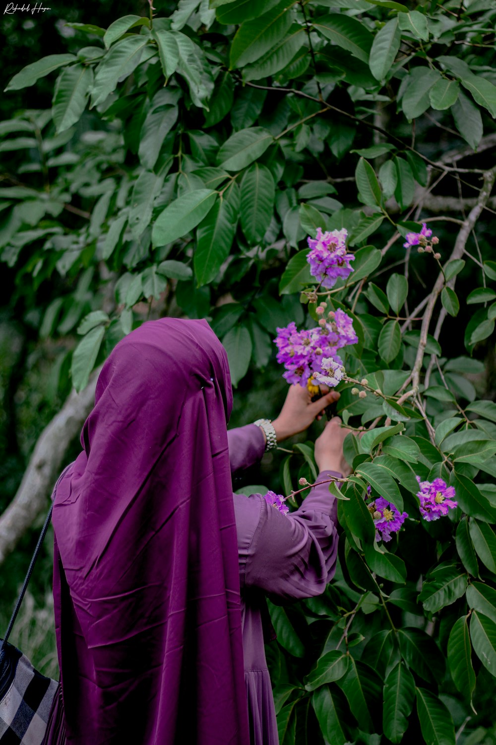 Una mujer con un hijab púrpura recogiendo flores de un árbol