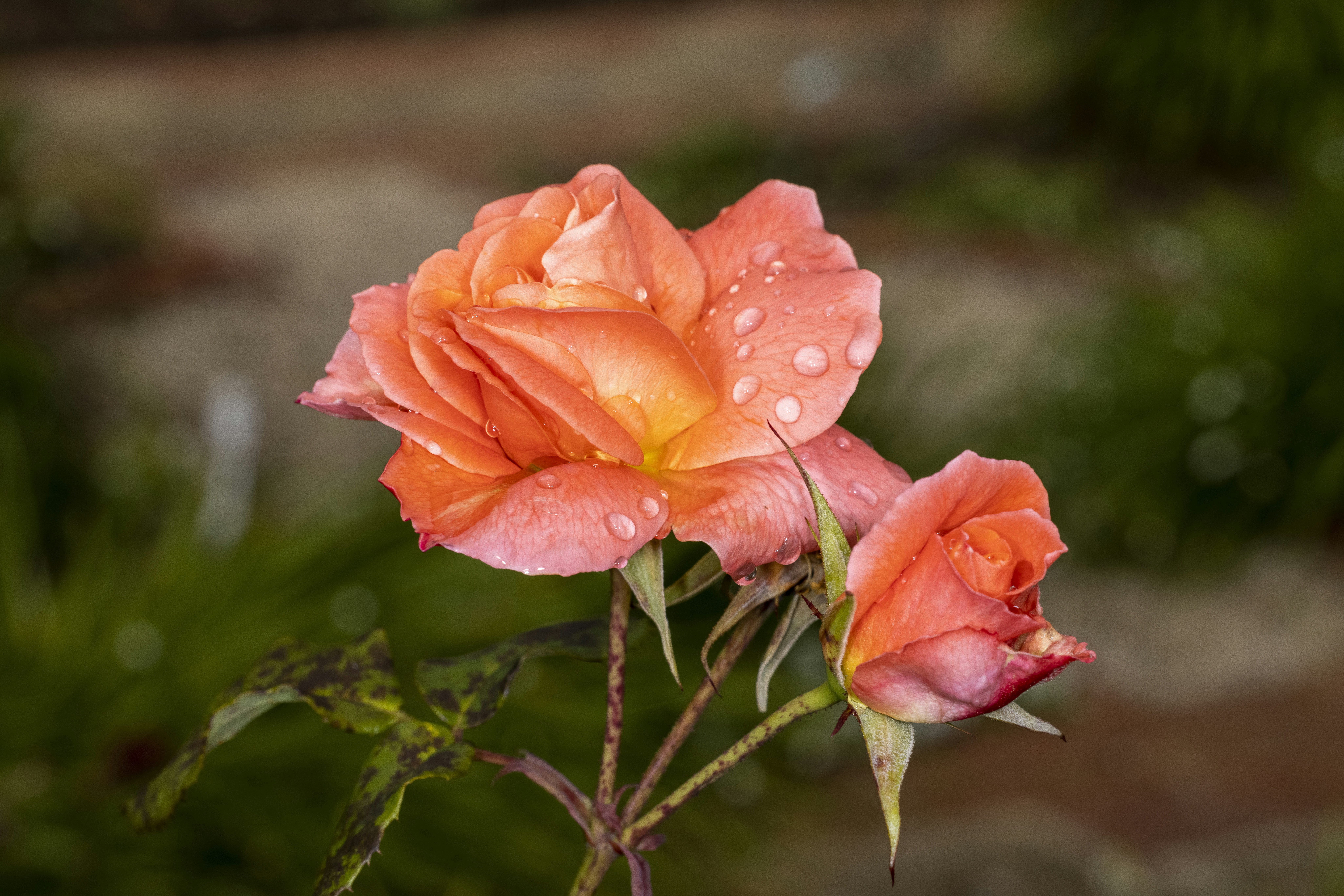 Photo by stephenmabbs