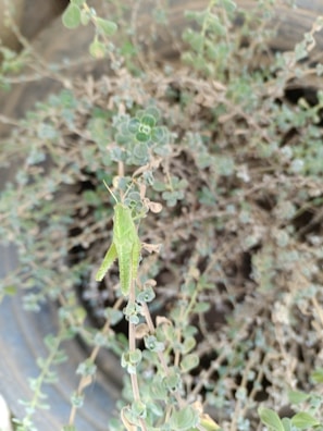 A green grasshopper sits perched on a slender plant stem amidst a backdrop of small, round leaves and dried foliage. The scene appears natural, with the grasshopper blending seamlessly into the environment.