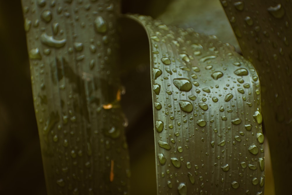 a close up of water droplets on a plant