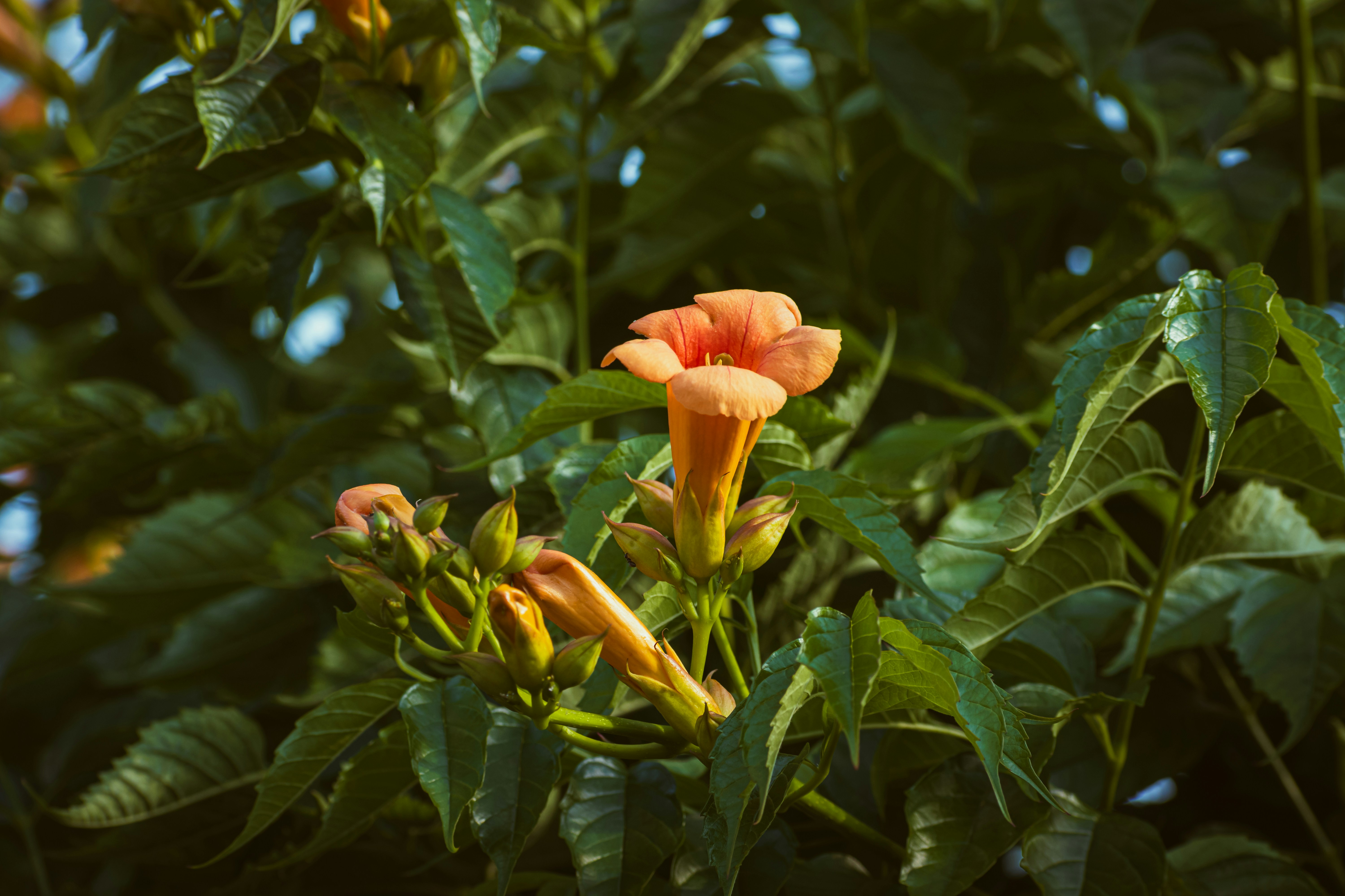 a close up of a flower on a tree