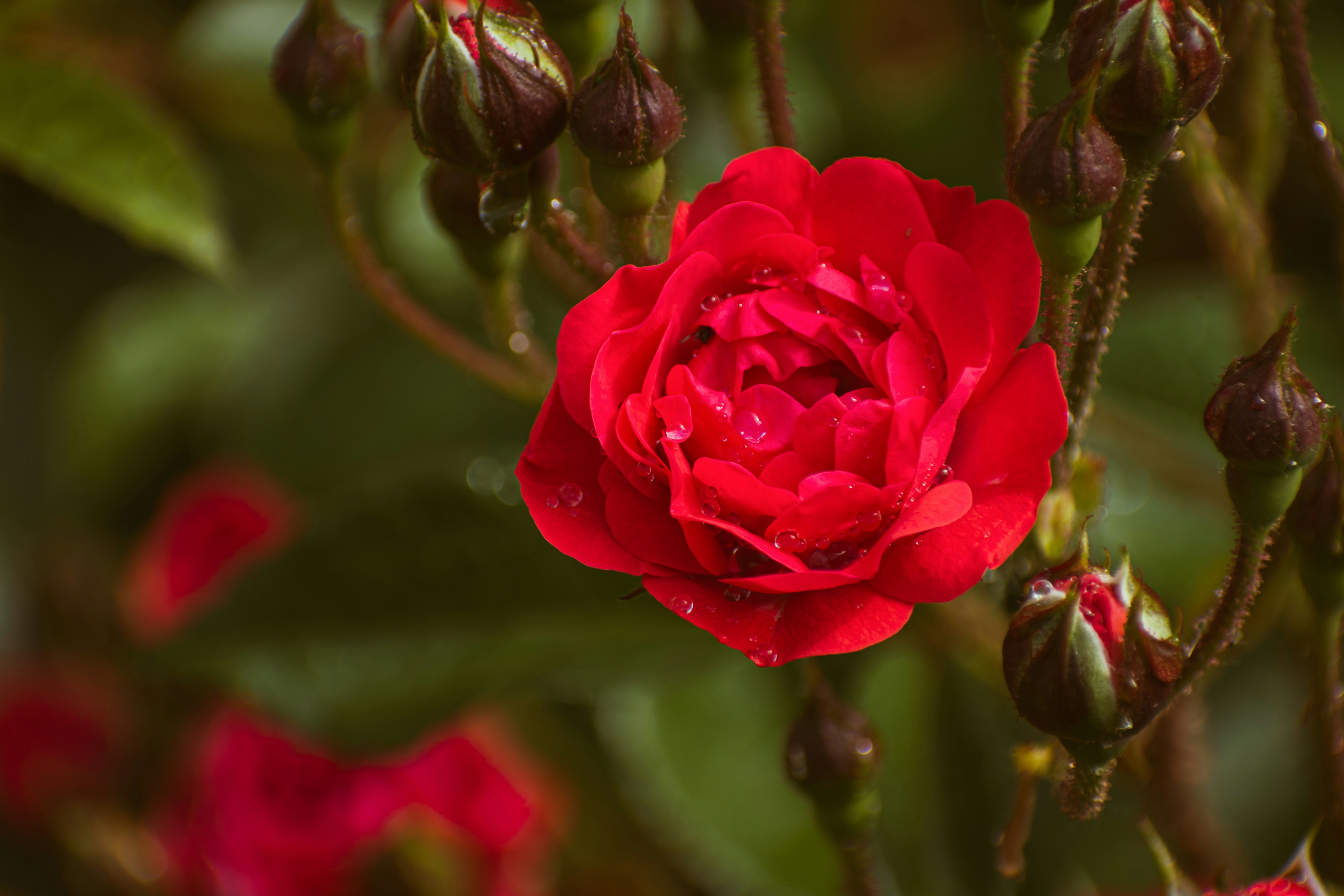 a close up of a red flower with water droplets on it