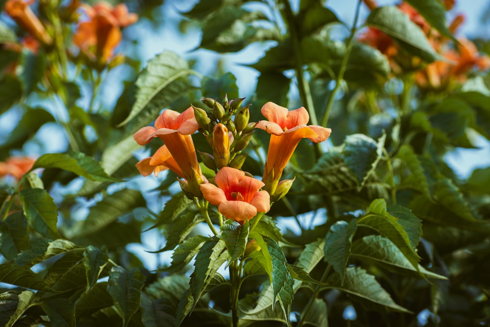 a group of orange flowers with green leaves