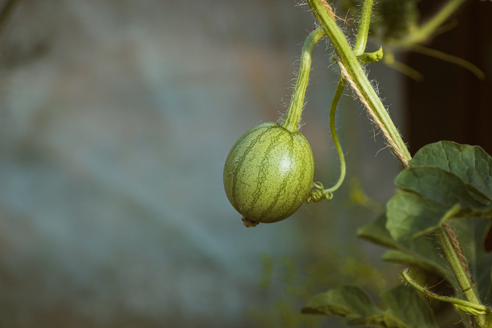 Un primo piano di una pianta verde con le foglie