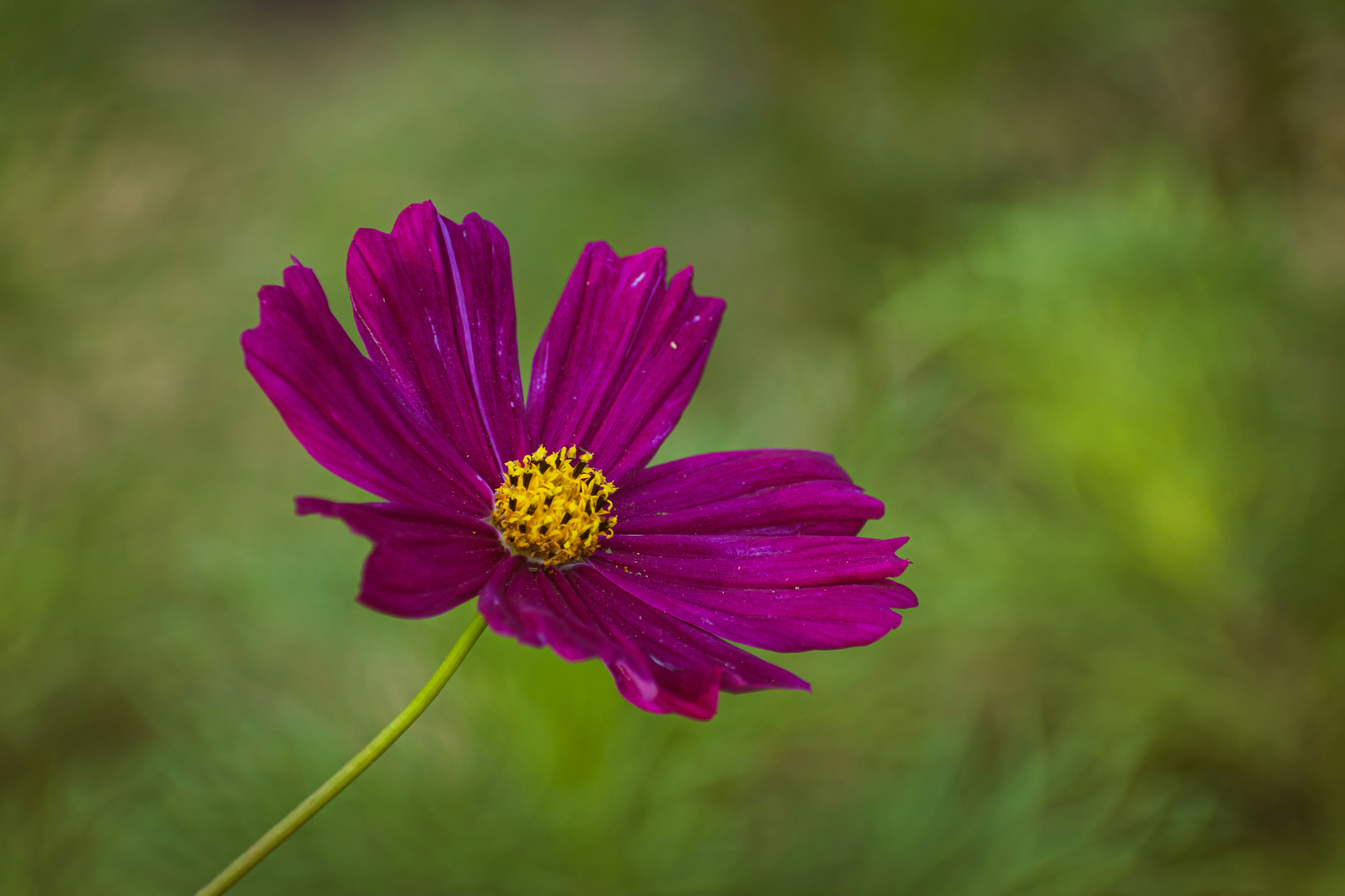 Photo by niki_emmert