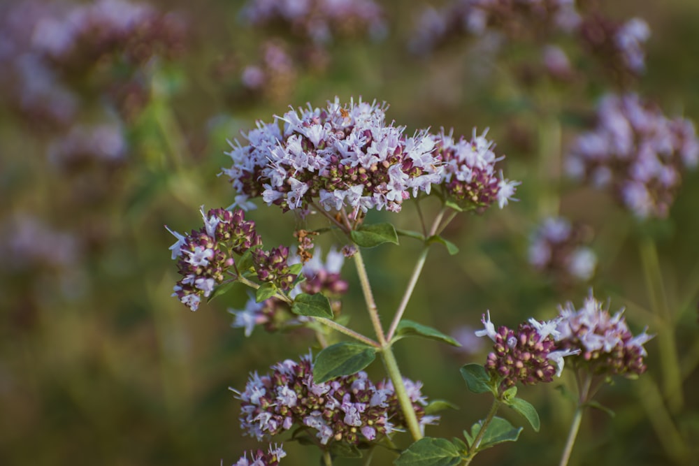 a close up of a bunch of purple flowers