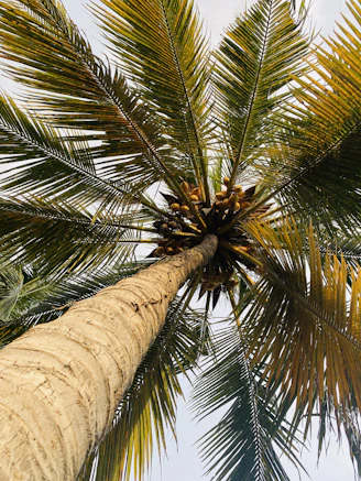 a tall palm tree with lots of leaves