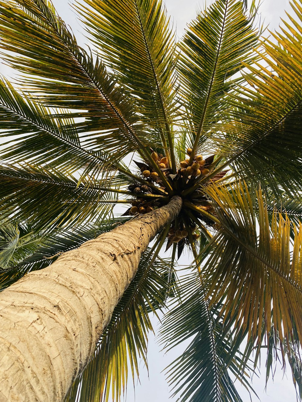 a tall palm tree with lots of leaves