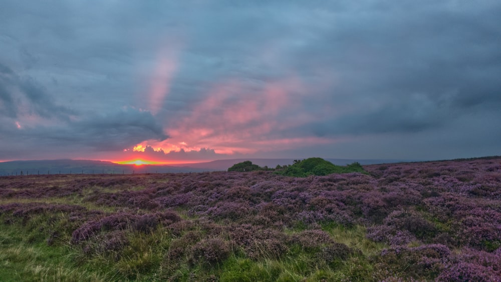 the sun is setting over a field of purple flowers