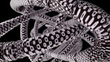 A network of intricate, twisting tubular structures that feature a black and white pattern, reminiscent of scales or technology. The tubes are intertwined in a complex formation against a dark background, creating a sense of depth and motion.
