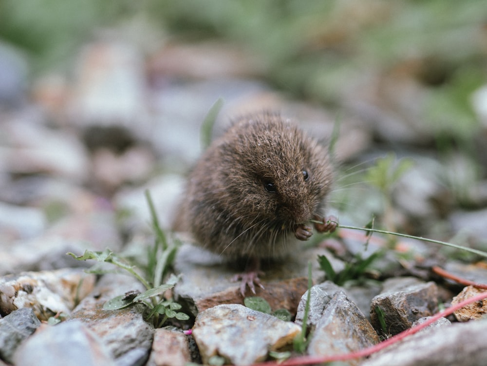 a small rodent eating grass in a rocky area