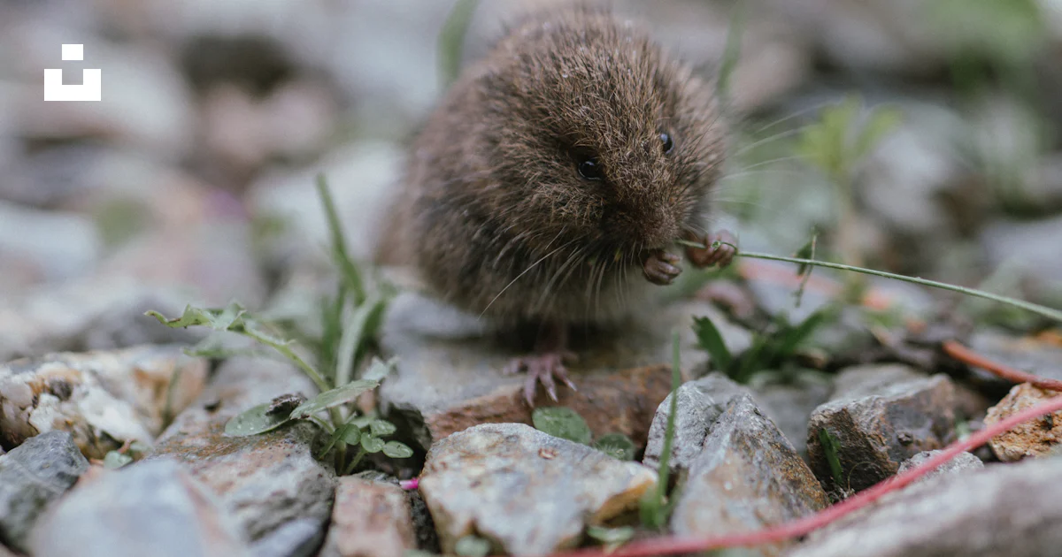 Small Rural Rodent A small rodent eating grass in a rocky area photo – Free Animal Image ...