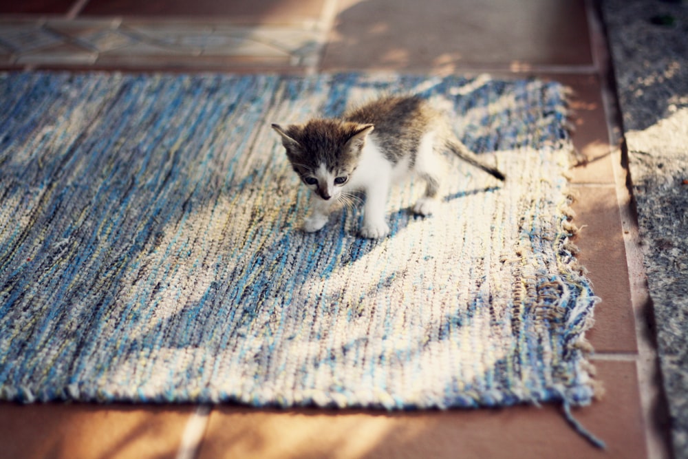 a kitten sitting on a rug on the floor
