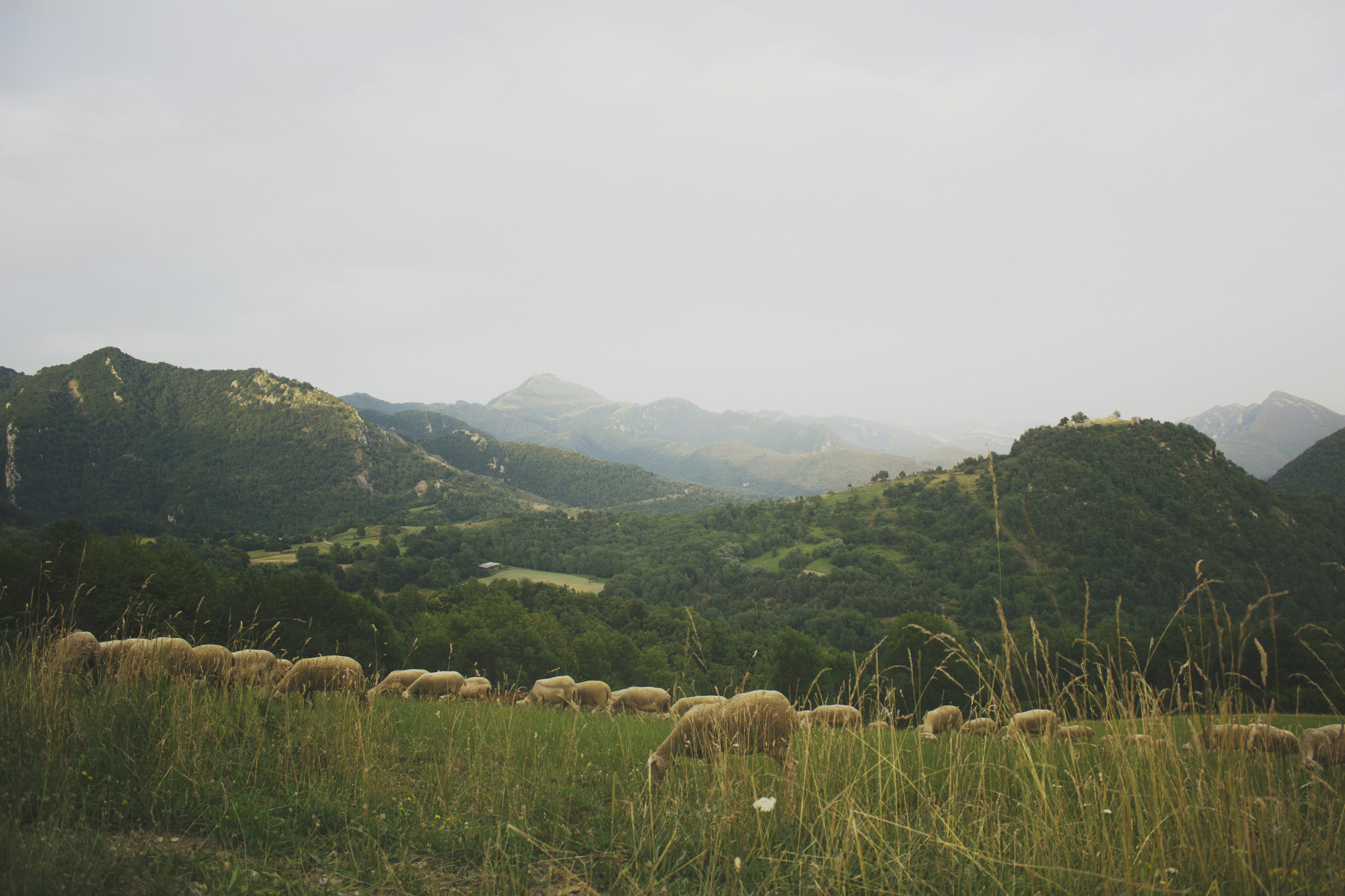 A herd of sheep grazing on a lush green hillside photo – Free Land ...