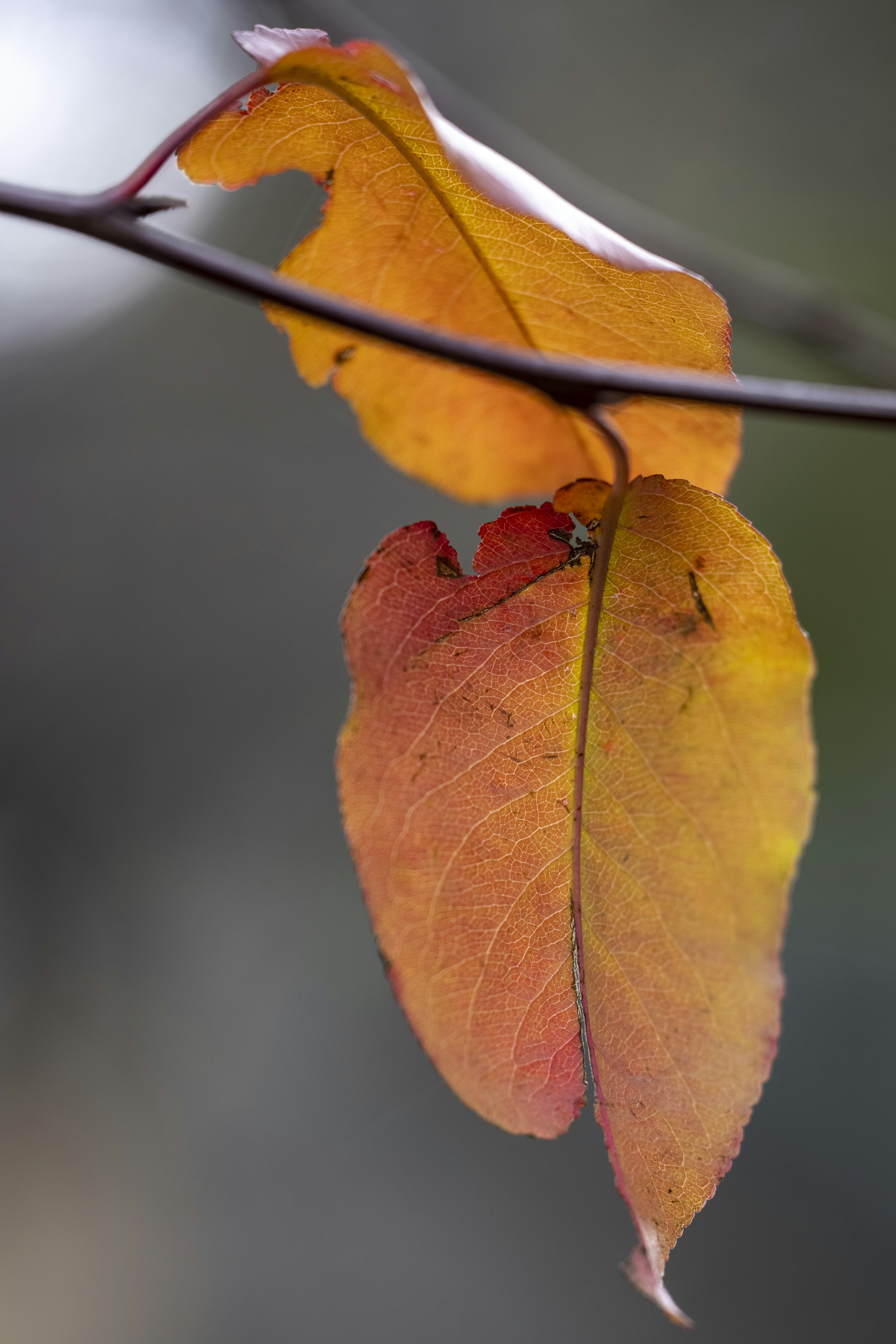 Photo by stephenmabbs