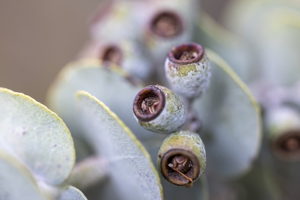 Close-up shot of natural Australian ingredients like eucalyptus leaves and tea tree with drops of organic oils.